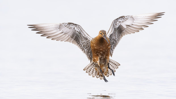 The bar-tailed godwit holds the world record for the longest non-stop flight. 