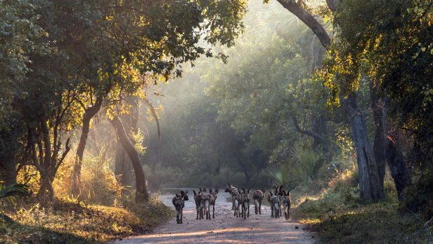 In this undated photo supplied by Gorogosa Media, a pack of wild dogs make their way down a road in Mozambique. 