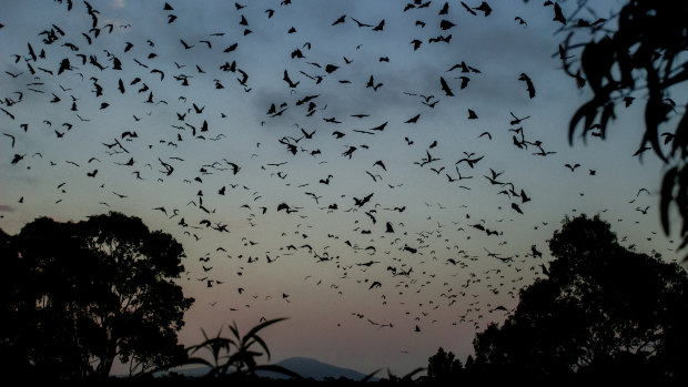 Bats fly over Bairnsdale in the days before the heatwave. 