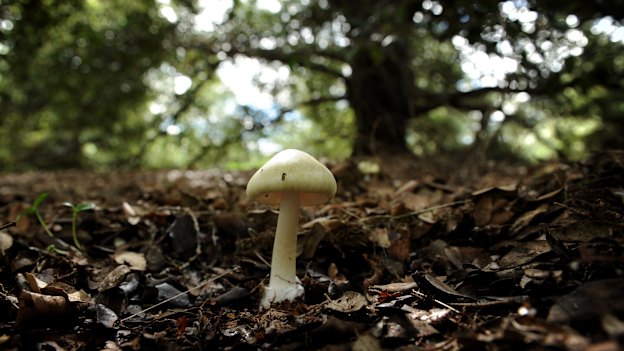 Death caps grow among oaks – and can pop up quite a distance from the actual tree.