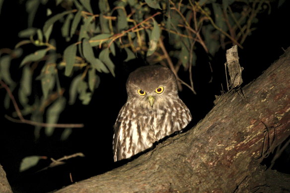 A Ninnox Connivens, or Barking Owl, in the Chiltern-Mount Pilot National Park.