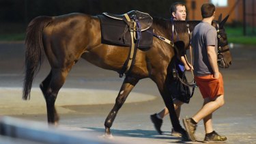 Last hurrah: Winx after trackwork on Tuesday at her home course of Rosehill.