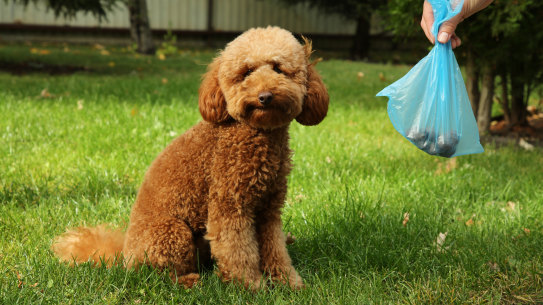 Rachel Clun didn’t anticipate that she’d be picking up a stranger’s dog’s poo in order to have a roof over her head.