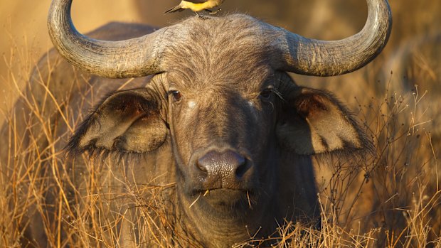 ‘Black death’: US big-game hunter killed by buffalo he was targeting