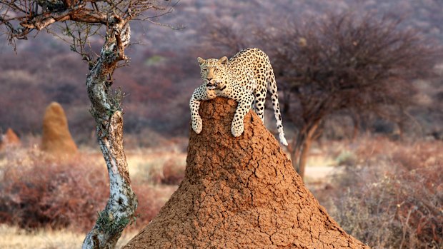 Leopard on a termite hill.