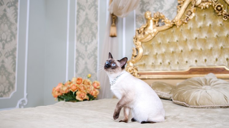 smh.com.au - Andrea Sachs - Hotels are increasingly welcoming pets - as long as it's not a cat