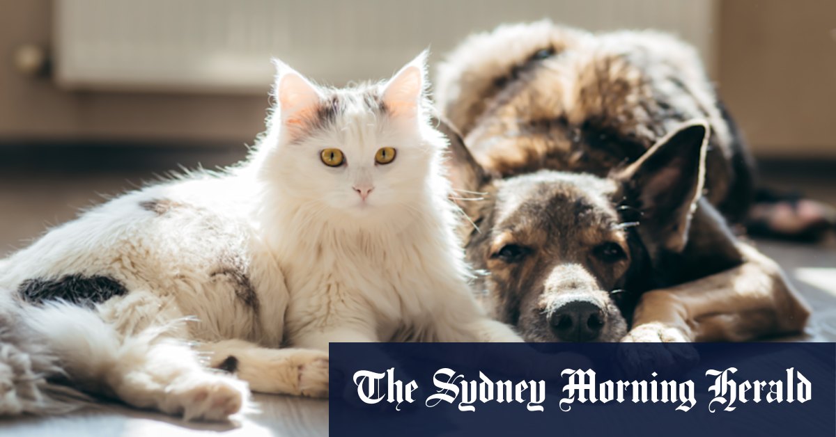 Cats and dogs get dementia. Here's how to spot the signs - Vimarsana News