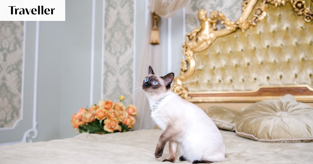 Hotels are increasingly welcoming pets – as long as it’s not a cat
