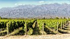 Vineyards in Mendoza province, Argentina. Javier Milei’s deregulation has revived interest in copper mining in the Andean foothills.  