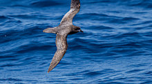 Three seabirds with deadly H5N1 were detected earlier this week, two in Western Australia and one in South Australia.