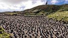A Brown skua, natural predator of eggs and baby penguins, flies over a colony of Royal penguins at Macquarie Island.