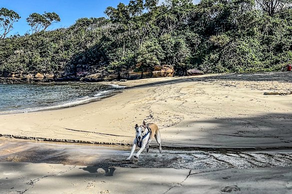 Michael Howard and his dog’s secret beach.