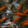 Race, class, and goldfish: how a homemade footpath aquarium divided New York