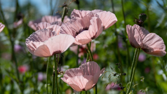 More is more when it comes to spring flowers, like pink poppies.
