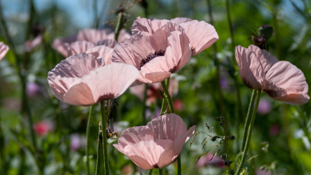 Why early spring flowers should be on every gardener’s wish list