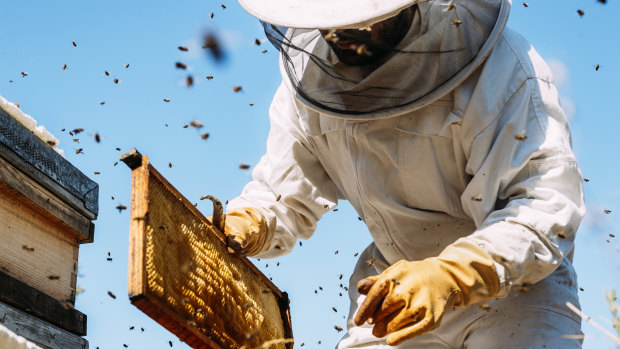 CVC’s interest in Comvita comes during a busy time for investors in the premium honey sector.