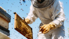 CVC’s interest in Comvita comes during a busy time for investors in the premium honey sector.