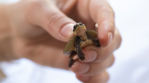 Endangered turtles are being bred to be released back into the wild. 