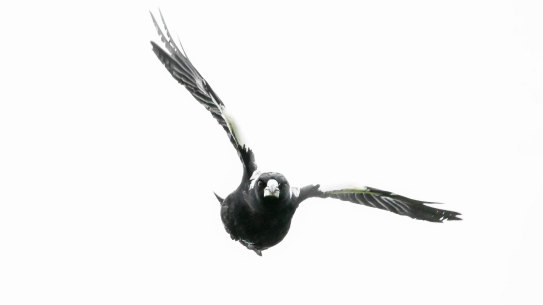 Swooping season is not over.