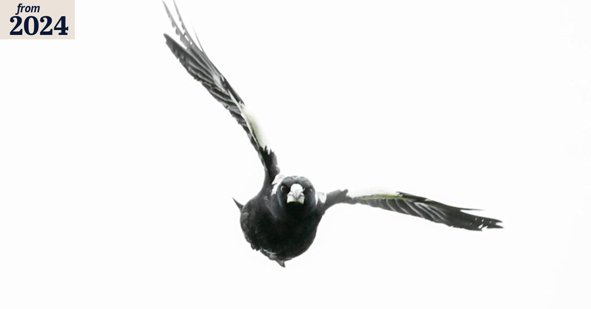 Brisbane’s magpie hotspots: Where you are most likely to get swooped