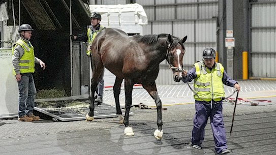 American horse Parchment Party arrives at Melbourne Airport on Tuesday night.