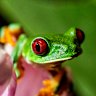 A red-eyed tree frog in Gamboa, Panama.