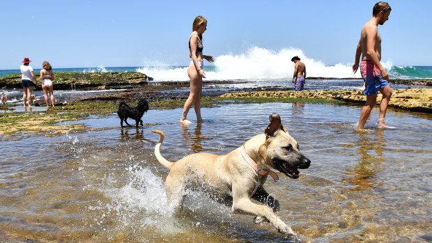 Beachgoers are seen escaping the heat at Tamarama Beach on Saturday.