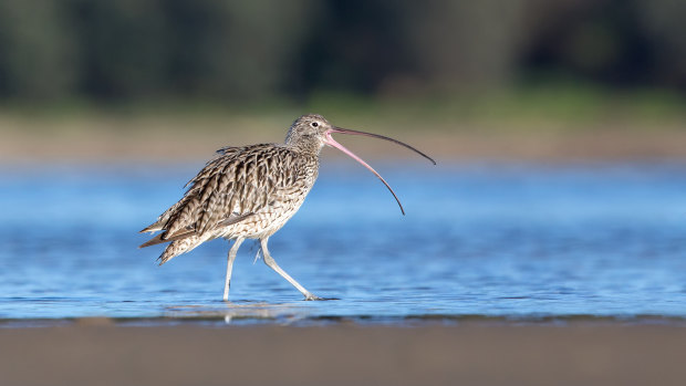 The eastern curlew (pictured), along with the curlew sandpiper, are among 17 critically endangered bird species listed by the federal government. 