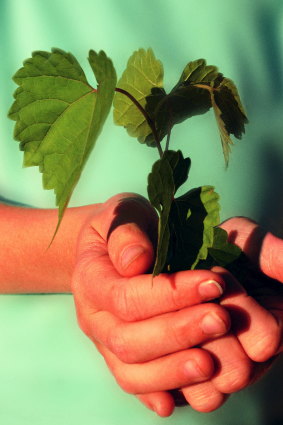 A sapling.