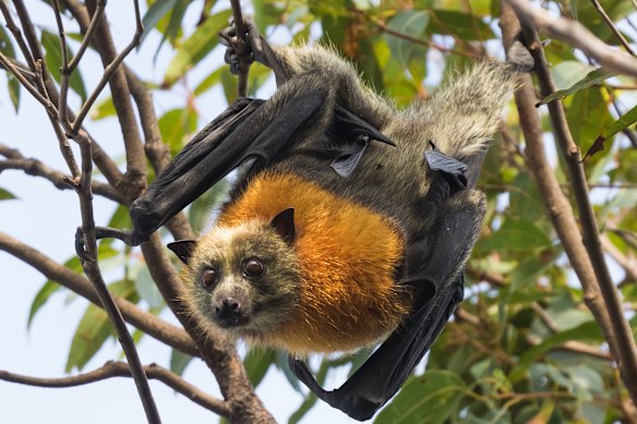 There is no effective treatment for Australian bat lyssavirus once symptoms present.