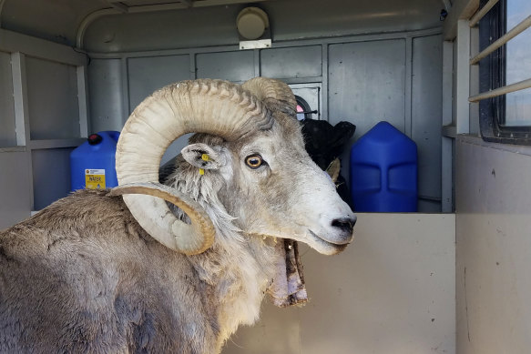 Mo<em></em>ntana Mountain King was part of an unlawful scheme to create large, hybrid species of wild sheep. 