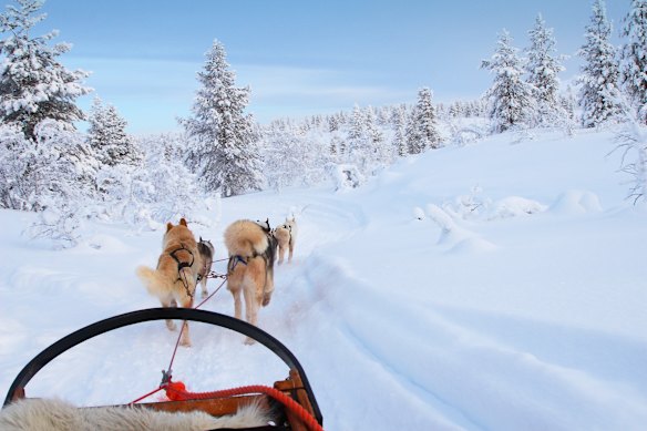 Winter activities … dog sledding.