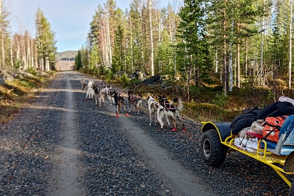 Training for winter – booties and a wheeled cart for the huskies.