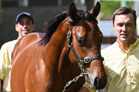 A Kingman colt provided the top lot of the sale at the Magic Millions on Wednesday.