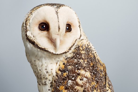 The masked owl vomits pellets of fur and bone which can be sniffed out by conservation detection dogs.