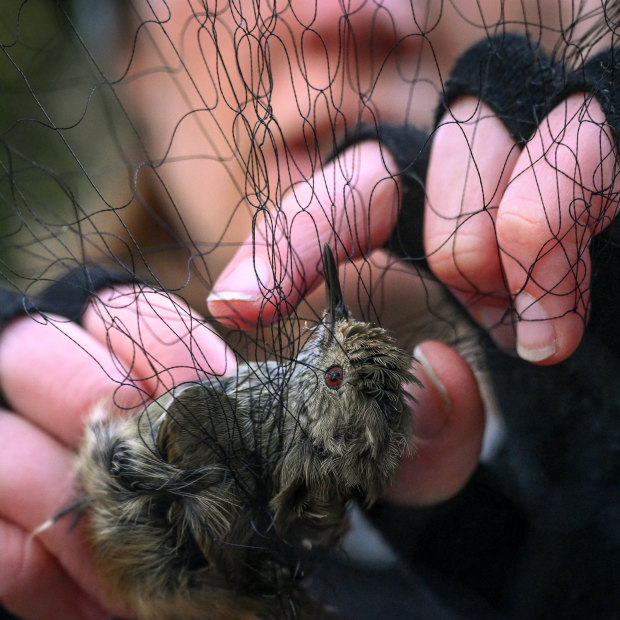 A King Island thornbill caught in a mist net. Moments later it is untangled by researchers to draw genetic samples. 