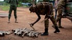 A collection of elephant tusks, some from elephants killed illegally and others from elephants that died naturally, is gathered in the Garamba National Park in the Democratic Republic of Congo,