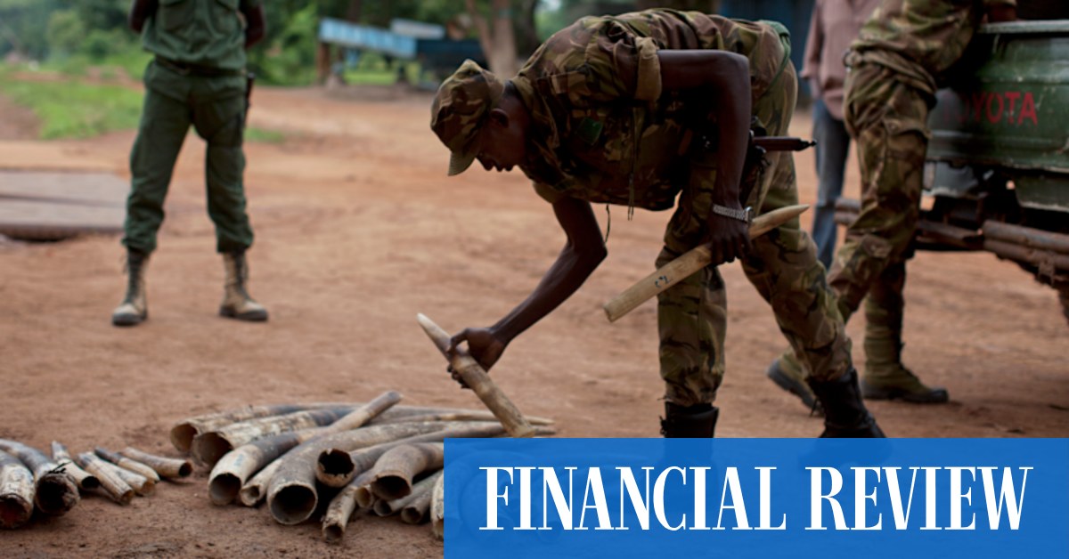 Chinese triads and Mexican cartels exploit US cuts to wildlife aid