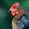 ‘They need company’: 12 rules for keeping backyard chooks