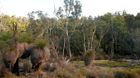 The Northern Jarrah Forest near Dwellingup will be protected from logging, but not mining.