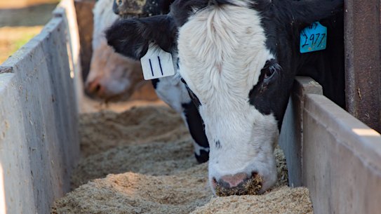 Cattle eat a seaweed feed supplement at a feedlot in Port Pirie, South Australia.