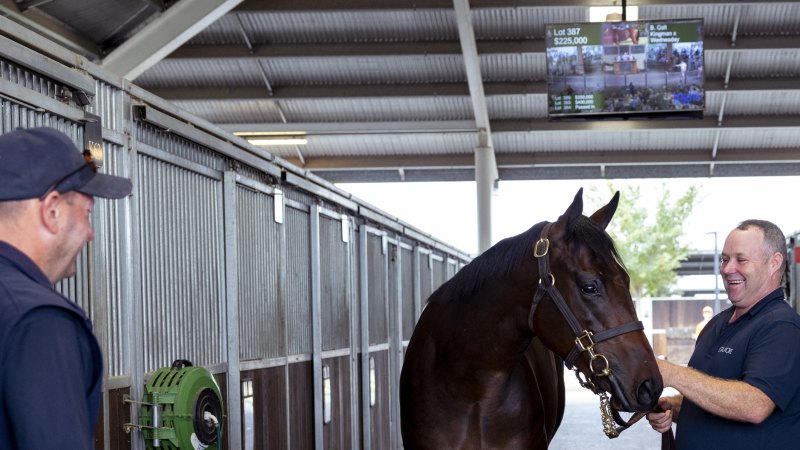 Secret vets, private security and a US tycoon on the end of the phone: Inside filly’s $10m sale