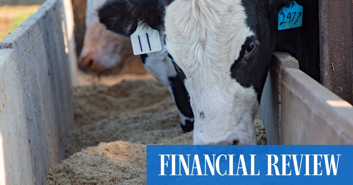 Methane-reducing seaweed feed supplement asparagopsis gets set to hit the beef and dairy cattle market - Vimarsana News