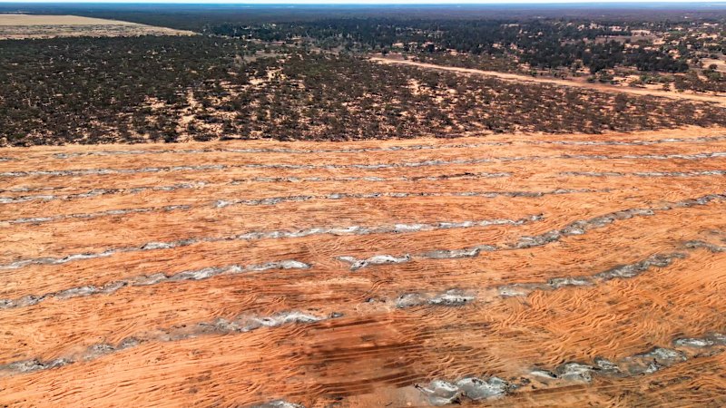 ‘Not good enough’: Why land clearing remains a problem in NSW