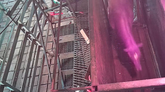 Footage obtained of a racehorse at Kankool Pet Foods in Willow Tree, NSW.