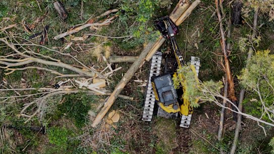 Logging operations earlier this month inside the proposed Great Koala National Park.