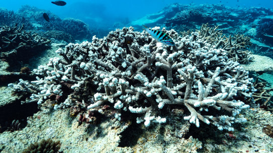 Great Barrier Reef bleaching risks rise with huge Queensland heatwave