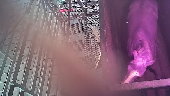 Hours of footage was obtained by animal rights activists.