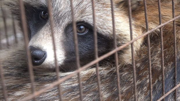 A raccoon dog in a cage at a fur farm in China in 2015. 
