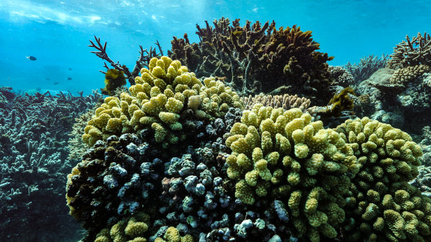 New research shows some tourists have already started to mourn the loss of the Great Barrier Reef to climate change.